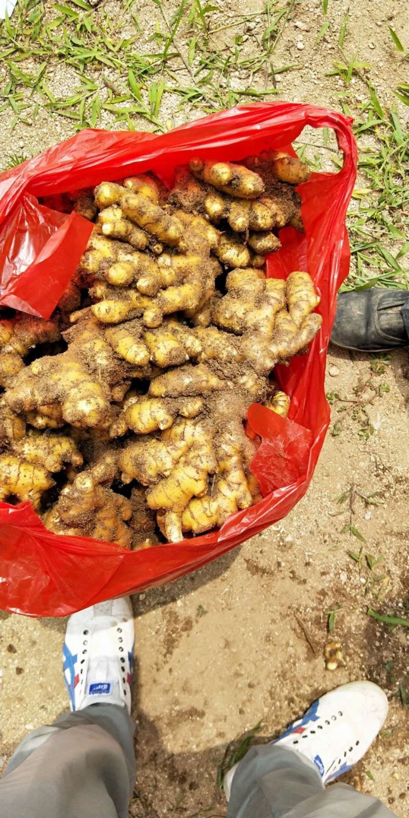 贵州精品小黄姜产地批发一手货源质量保证价格便宜量大从优