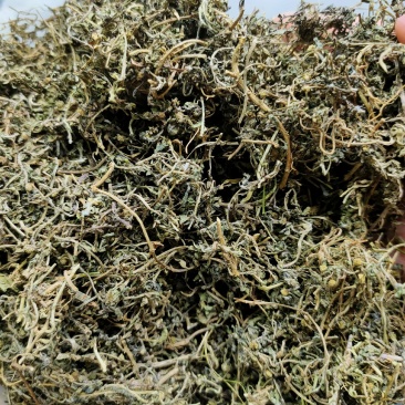 鹅不食草冷背药材批发干净无杂质大量供应一件代发