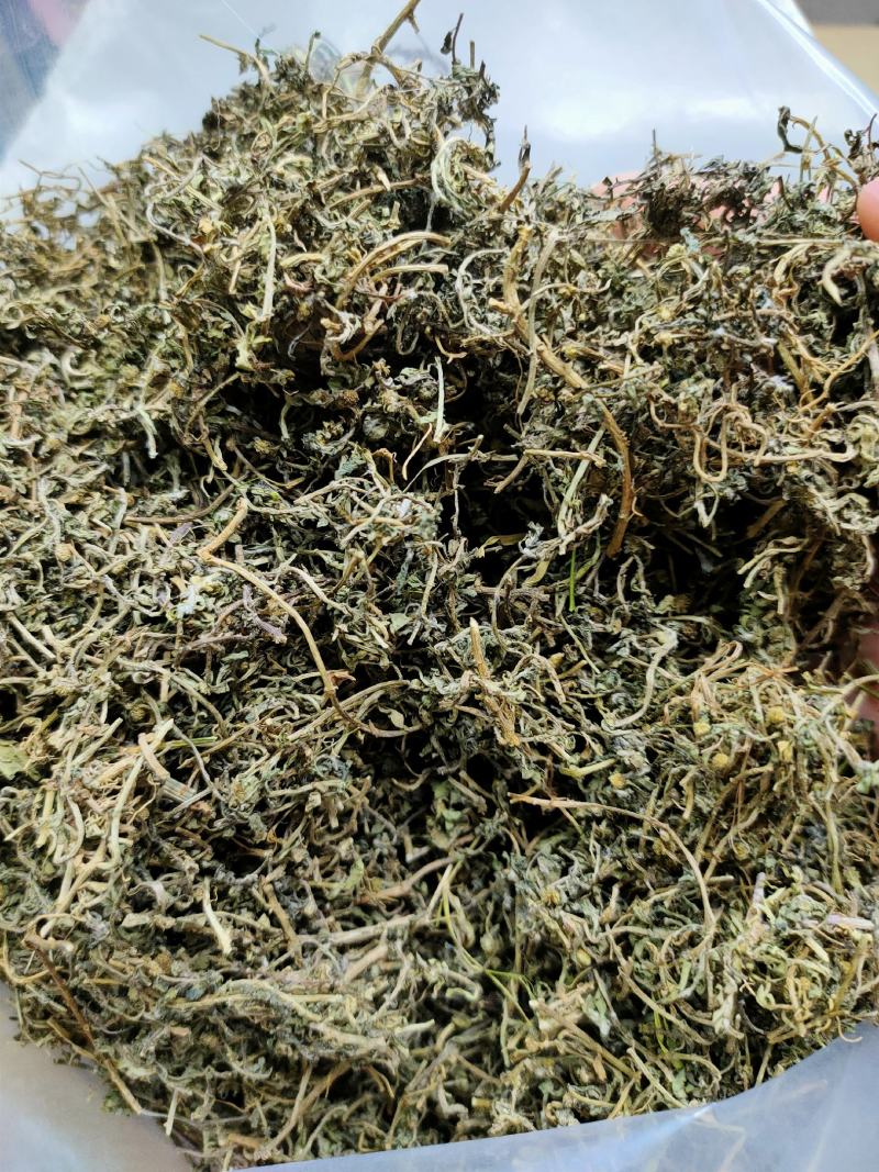 鹅不食草冷背药材批发干净无杂质大量供应一件代发