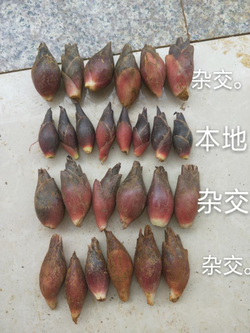 云南阳荷