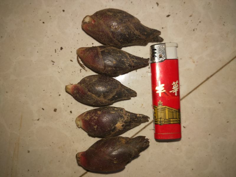 云南阳荷