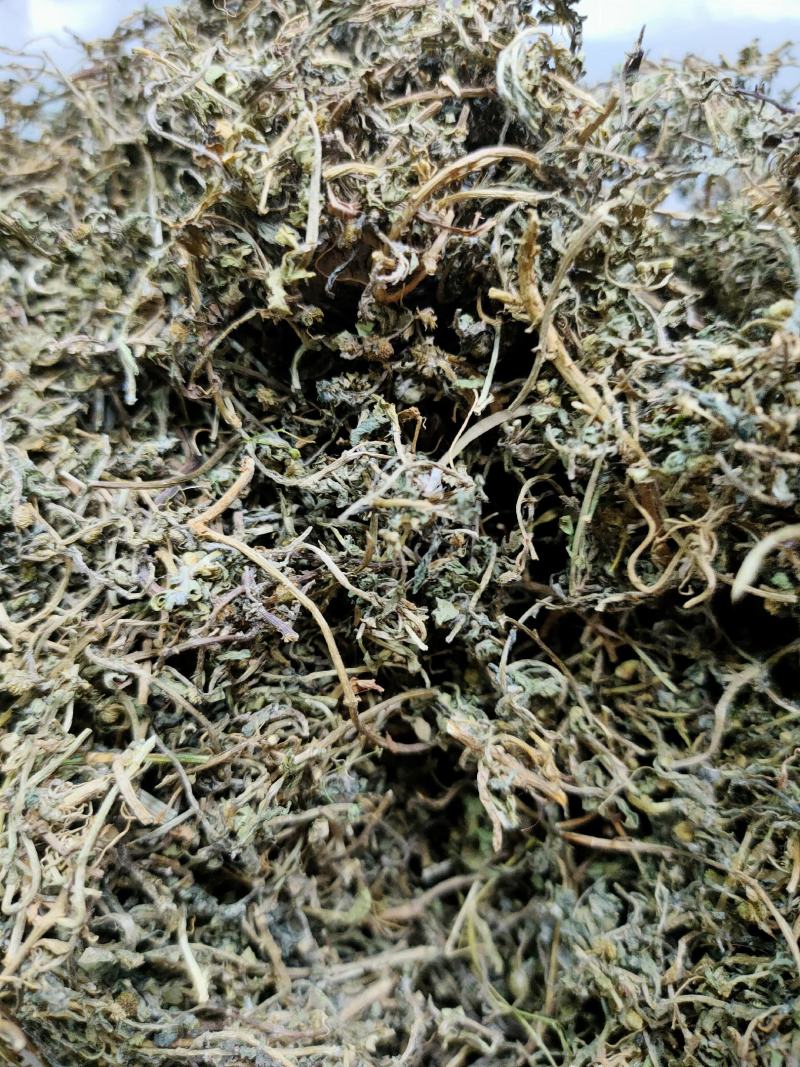 鹅不食草冷背药材批发干净无杂质大量供应一件代发