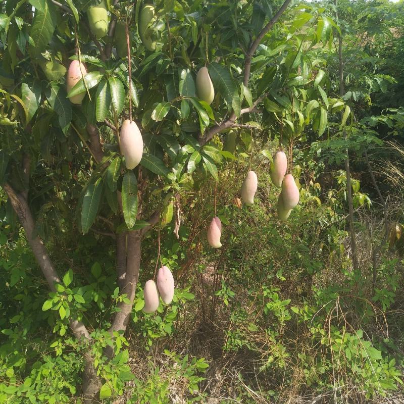 象牙芒二级攀枝花象牙芒甜又香象牙芒光果象牙白袋象牙黄袋象