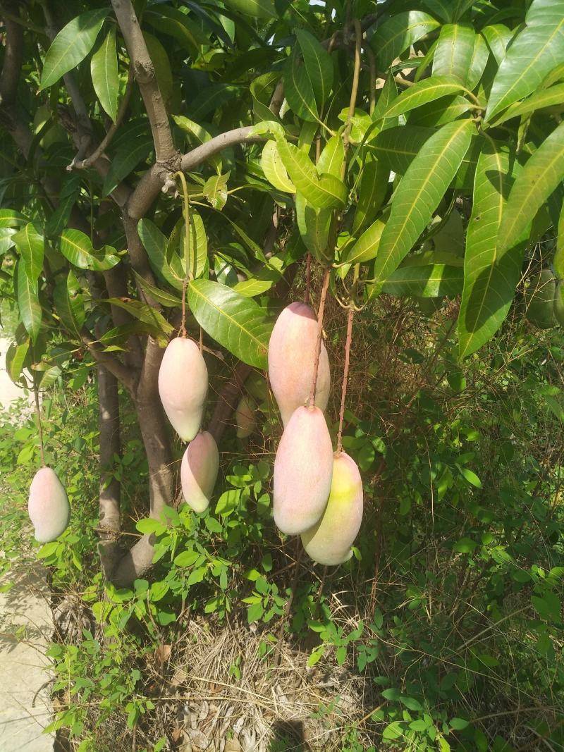 象牙芒二级攀枝花象牙芒甜又香象牙芒光果象牙白袋象牙黄袋象