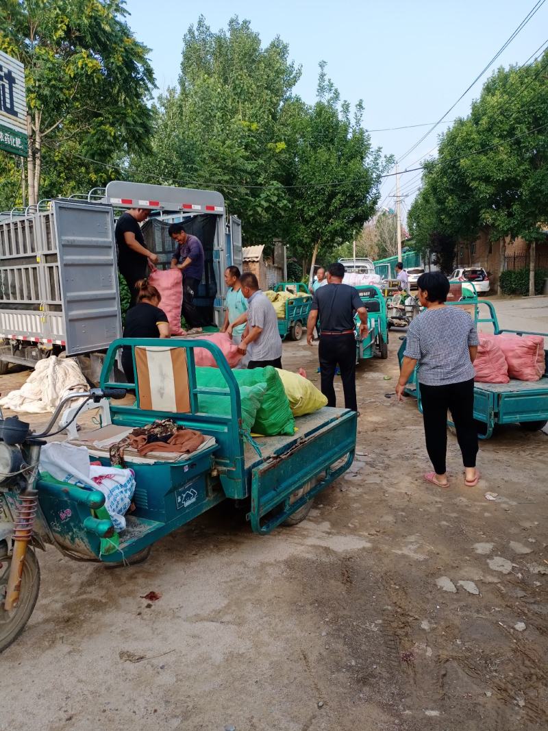 太空椒，圆椒，青椒，适合各大超市，市场，走货量很好