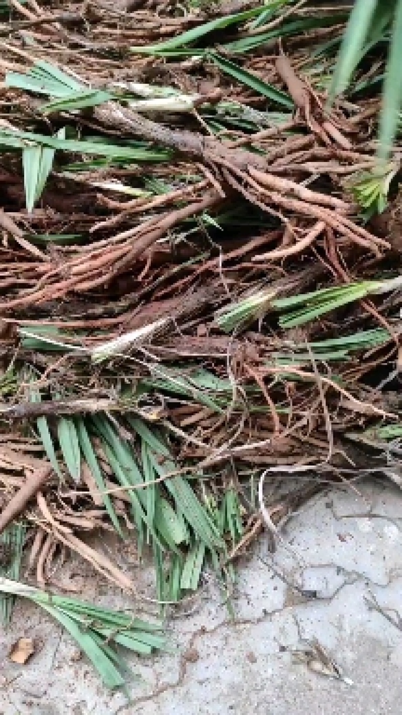 川仙茅