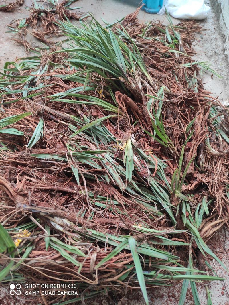 川仙茅