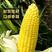 太阳花10号甜玉米种子，品质优，苞叶紧，保绿度好，产量高