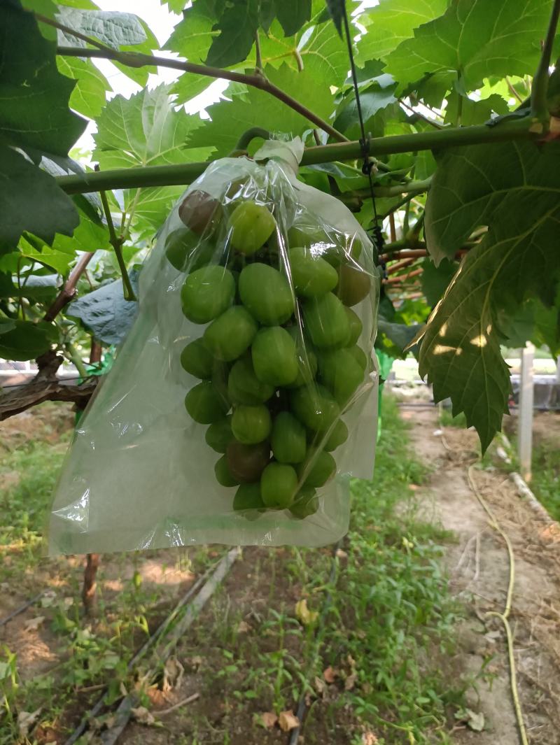 江苏阳光玫瑰颗粒大口感好.基地直供可视频看货