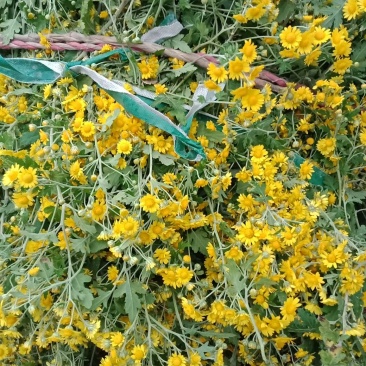 黄菊