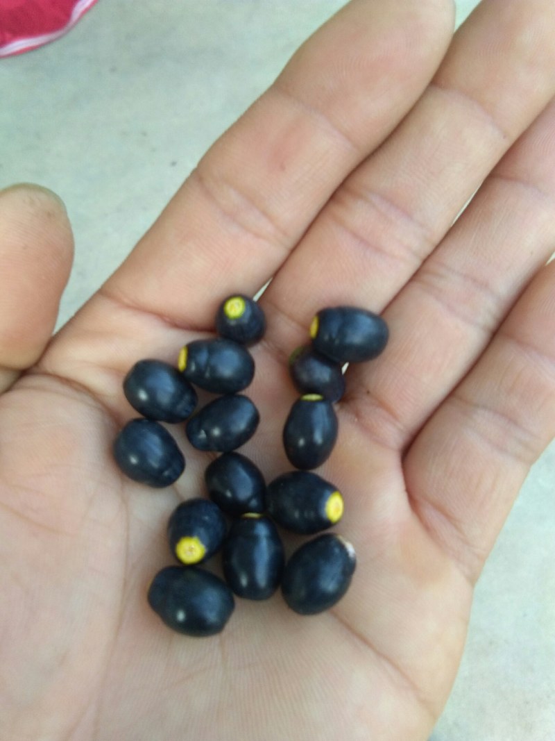 肉桂种子只做好种子颗粒饱满发芽率高包邮免费提供培植技术