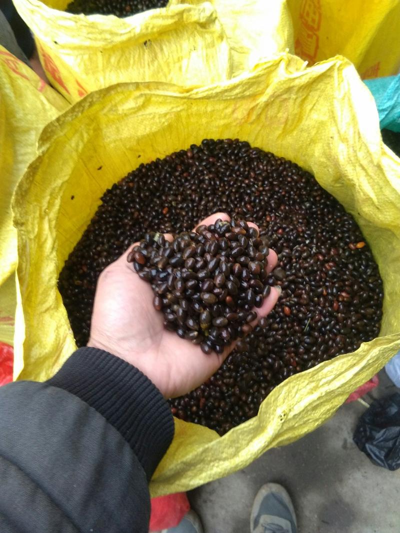 肉桂种子只做好种子颗粒饱满发芽率高包邮免费提供培植技术