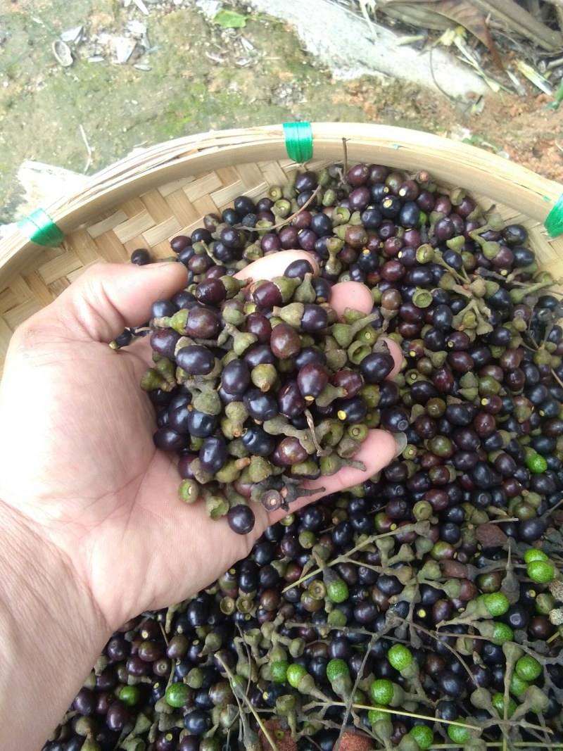 肉桂种子只做好种子颗粒饱满发芽率高包邮免费提供培植技术