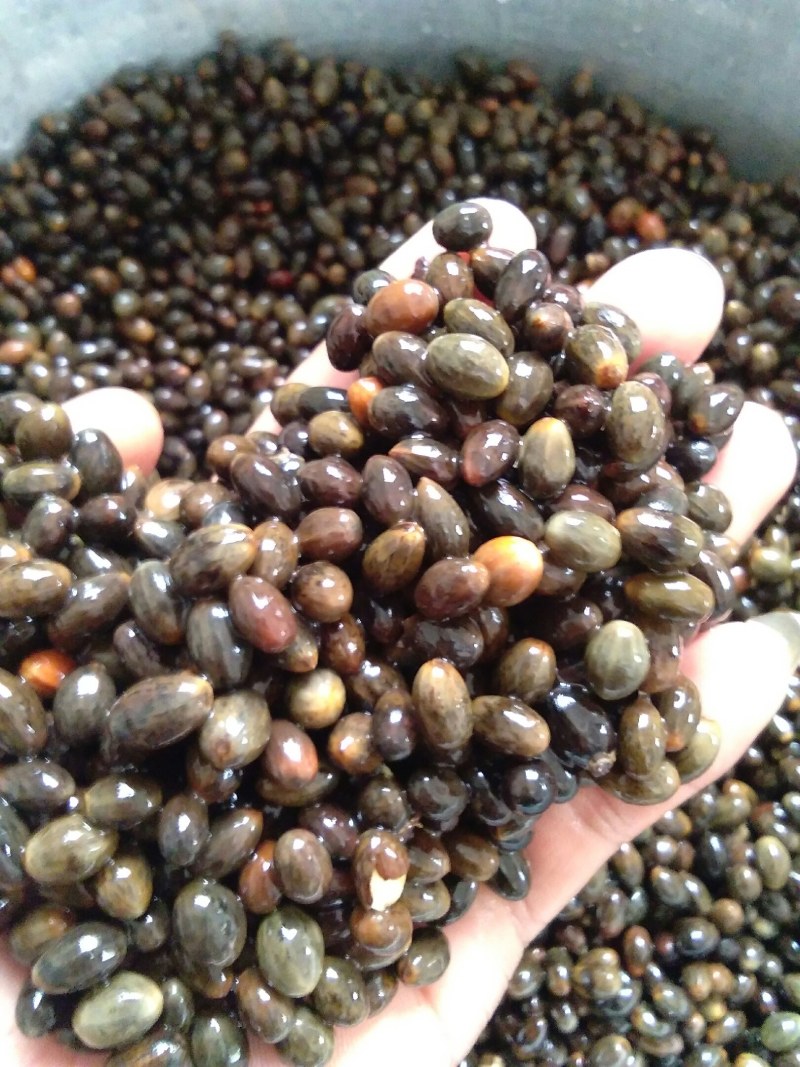 肉桂种子只做好种子颗粒饱满发芽率高包邮免费提供培植技术