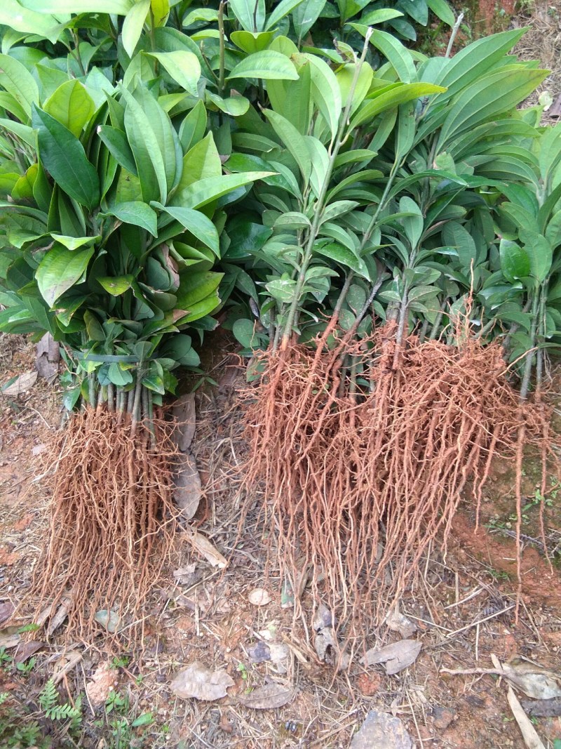 肉桂种子只做好种子颗粒饱满发芽率高包邮免费提供培植技术