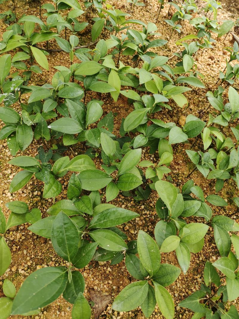 肉桂种子只做好种子颗粒饱满发芽率高包邮免费提供培植技术