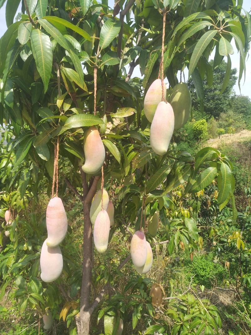 象牙芒四川攀枝花芒果象牙加工果象牙光果象牙白袋象牙黄袋