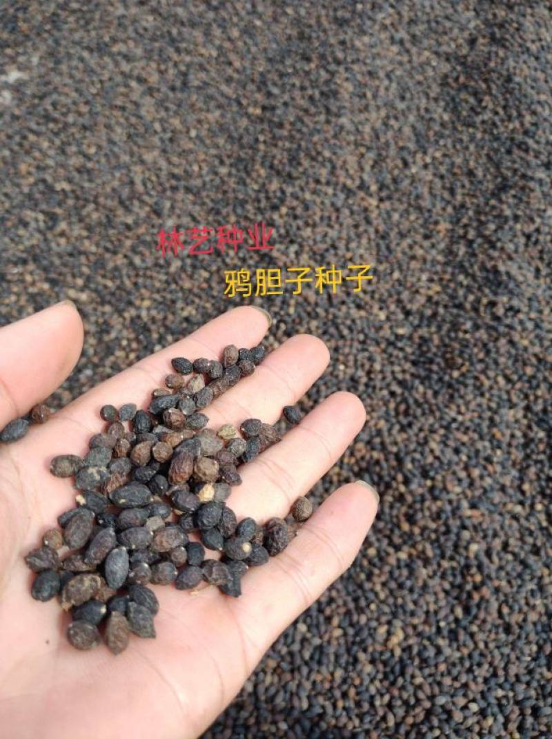 散装鸦胆子种子老鸦胆鸦胆苦榛子鸦蛋子鸭蛋子鸭胆子种子