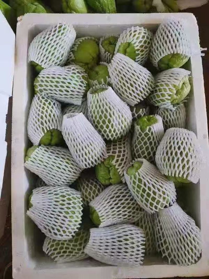 佛手瓜大量供应欢迎采购