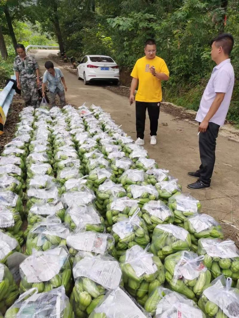 佛手瓜大量供应欢迎采购