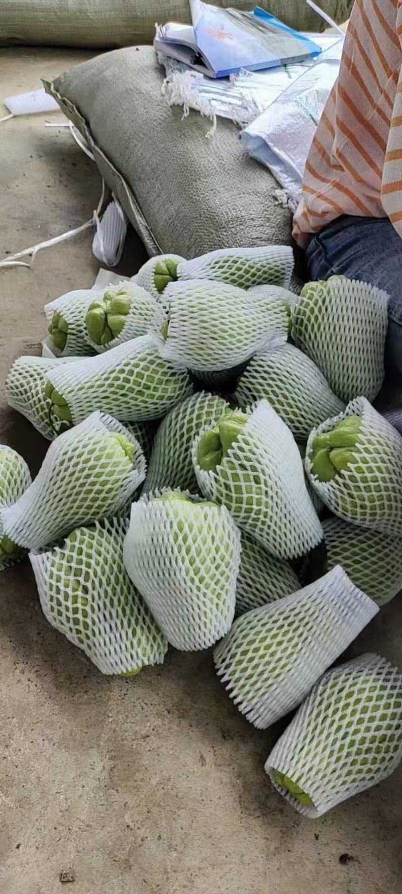 佛手瓜大量供应欢迎采购