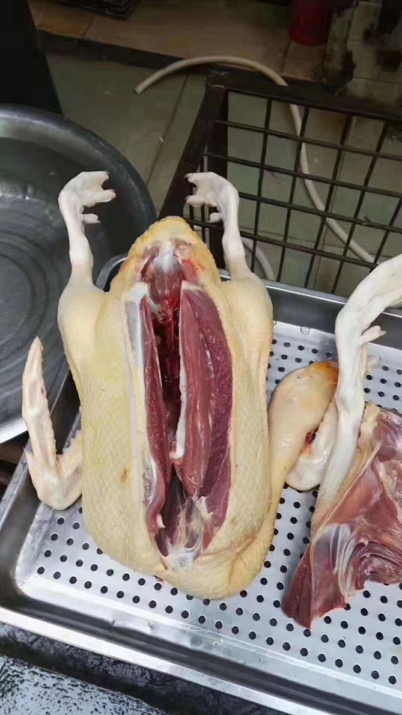 红嘴雁番鸭洋鸭鸳鸯鸭鑫珂食品厂家直销