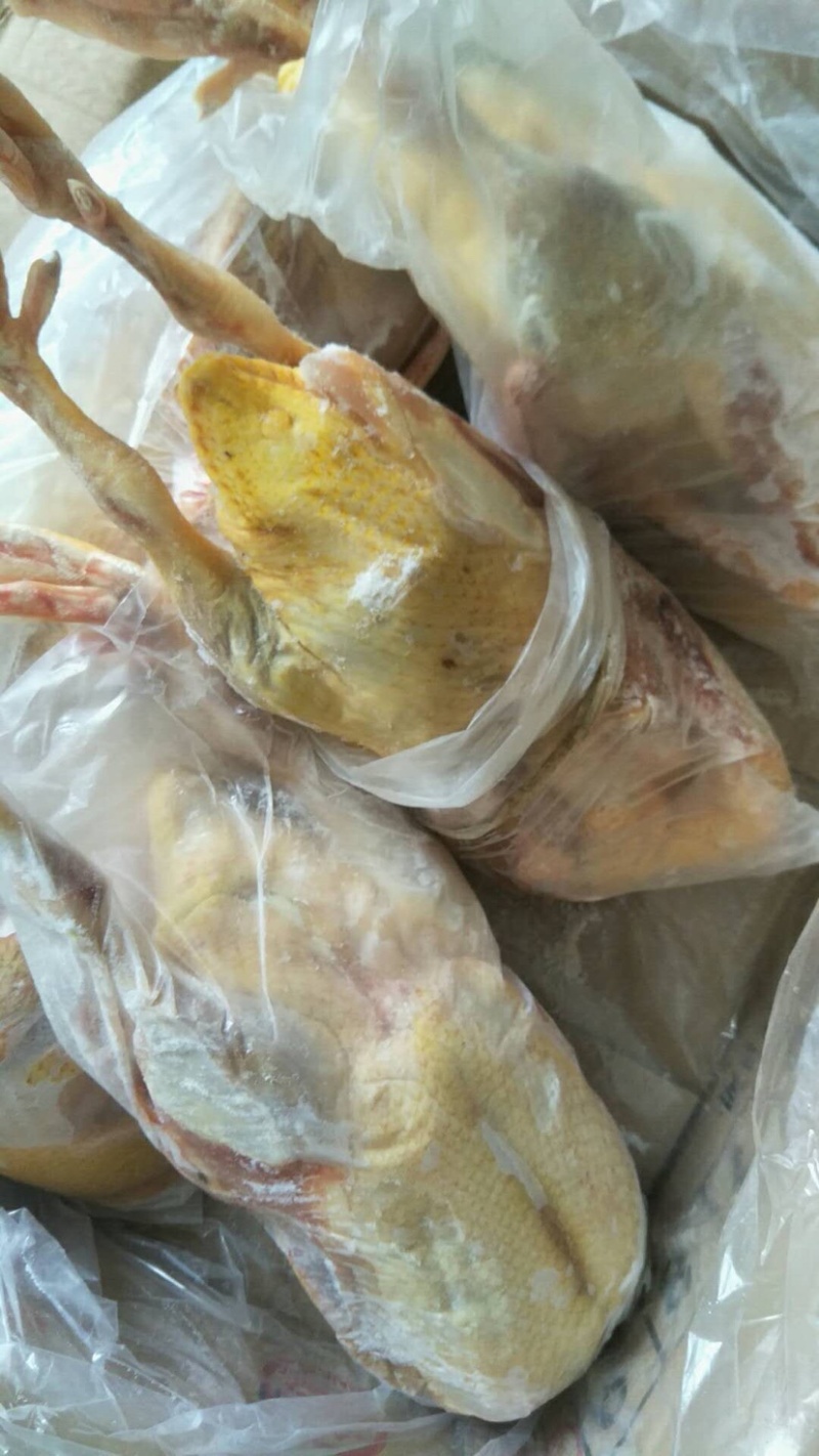 红嘴雁番鸭洋鸭鸳鸯鸭鑫珂食品厂家直销