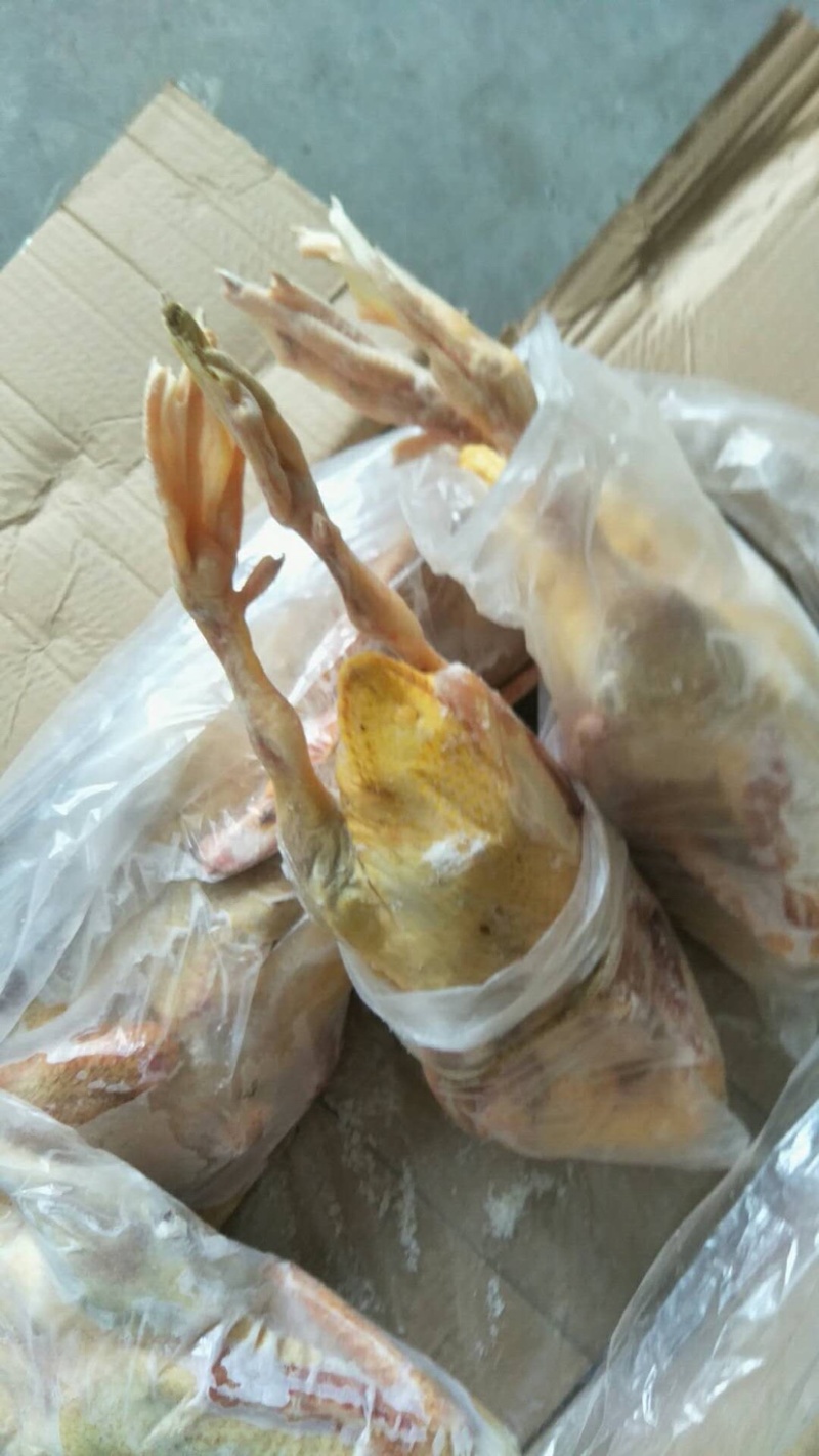 红嘴雁番鸭洋鸭鸳鸯鸭鑫珂食品厂家直销