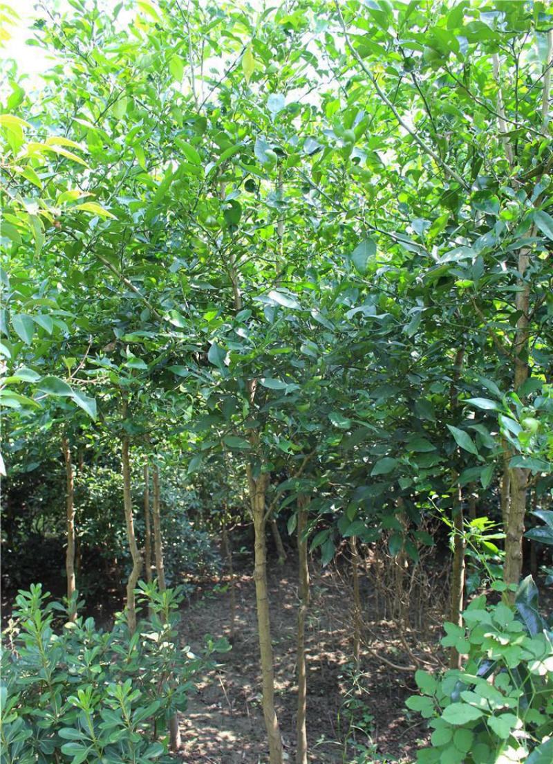 香橼种子枸橼子香圆香圆树香橼树种籽香泡种子芸香