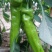 蔬菜基地直供黄皮牛角羊角螺丝椒线椒辣椒青椒圆椒方椒