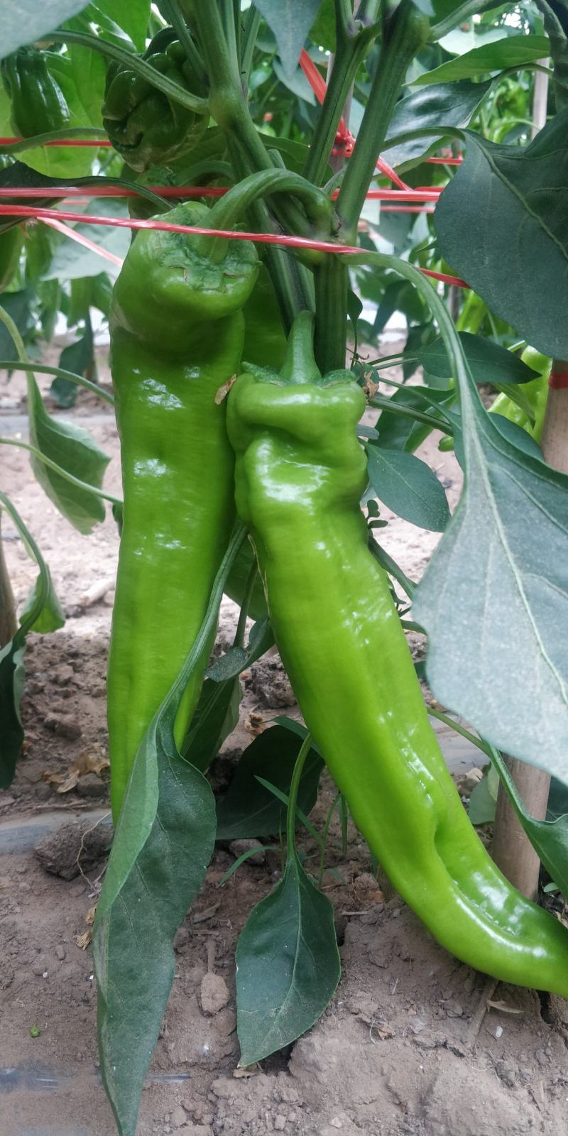 蔬菜基地直供黄皮牛角羊角螺丝椒线椒辣椒青椒圆椒方椒
