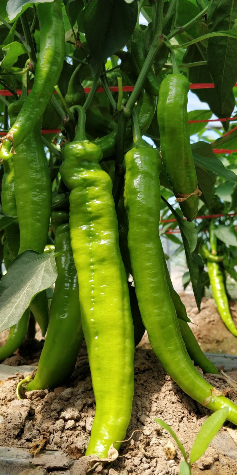 蔬菜基地直供黄皮牛角羊角螺丝椒线椒辣椒青椒圆椒方椒