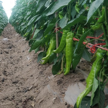 蔬菜基地直供黄皮牛角羊角螺丝椒线椒辣椒青椒圆椒方椒