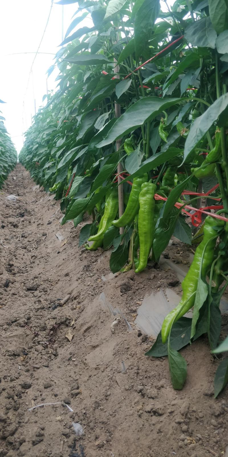 蔬菜基地直供黄皮牛角羊角螺丝椒线椒辣椒青椒圆椒方椒