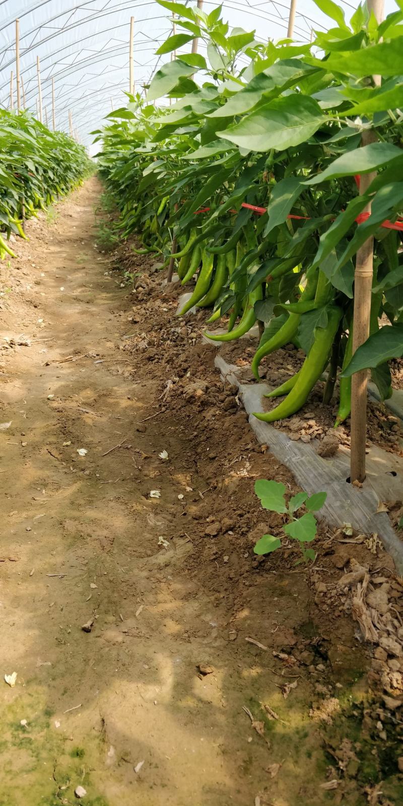 蔬菜基地直供黄皮牛角羊角螺丝椒线椒辣椒青椒圆椒方椒