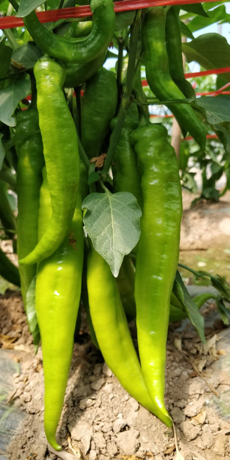 蔬菜基地直供黄皮牛角羊角螺丝椒线椒辣椒青椒圆椒方椒