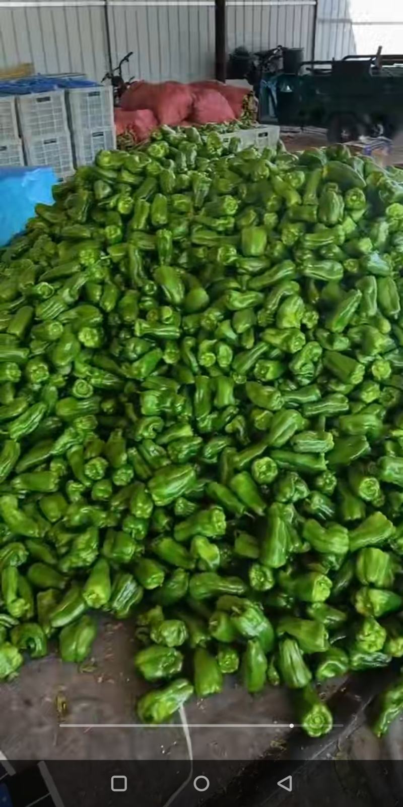 蔬菜基地直供黄皮牛角羊角螺丝椒线椒辣椒青椒圆椒方椒