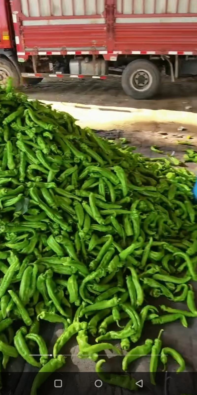 蔬菜基地直供黄皮牛角羊角螺丝椒线椒辣椒青椒圆椒方椒