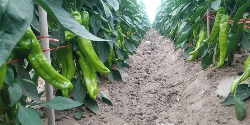 蔬菜基地直供黄皮牛角羊角螺丝椒线椒辣椒青椒圆椒方椒