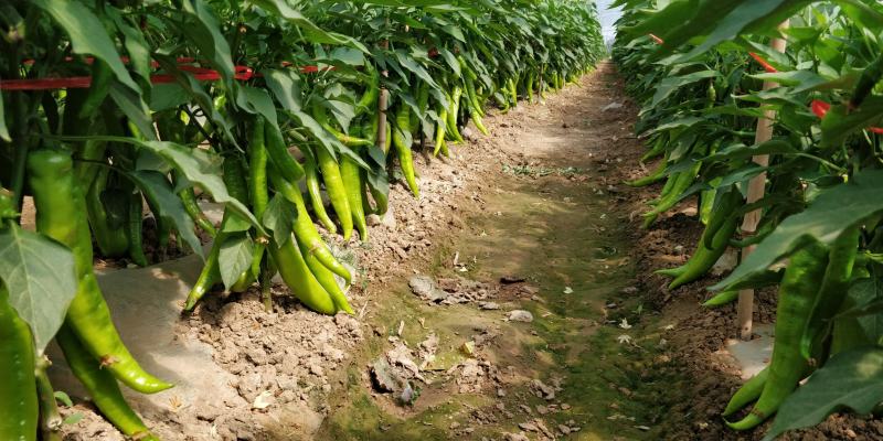蔬菜基地直供黄皮牛角羊角螺丝椒线椒辣椒青椒圆椒方椒