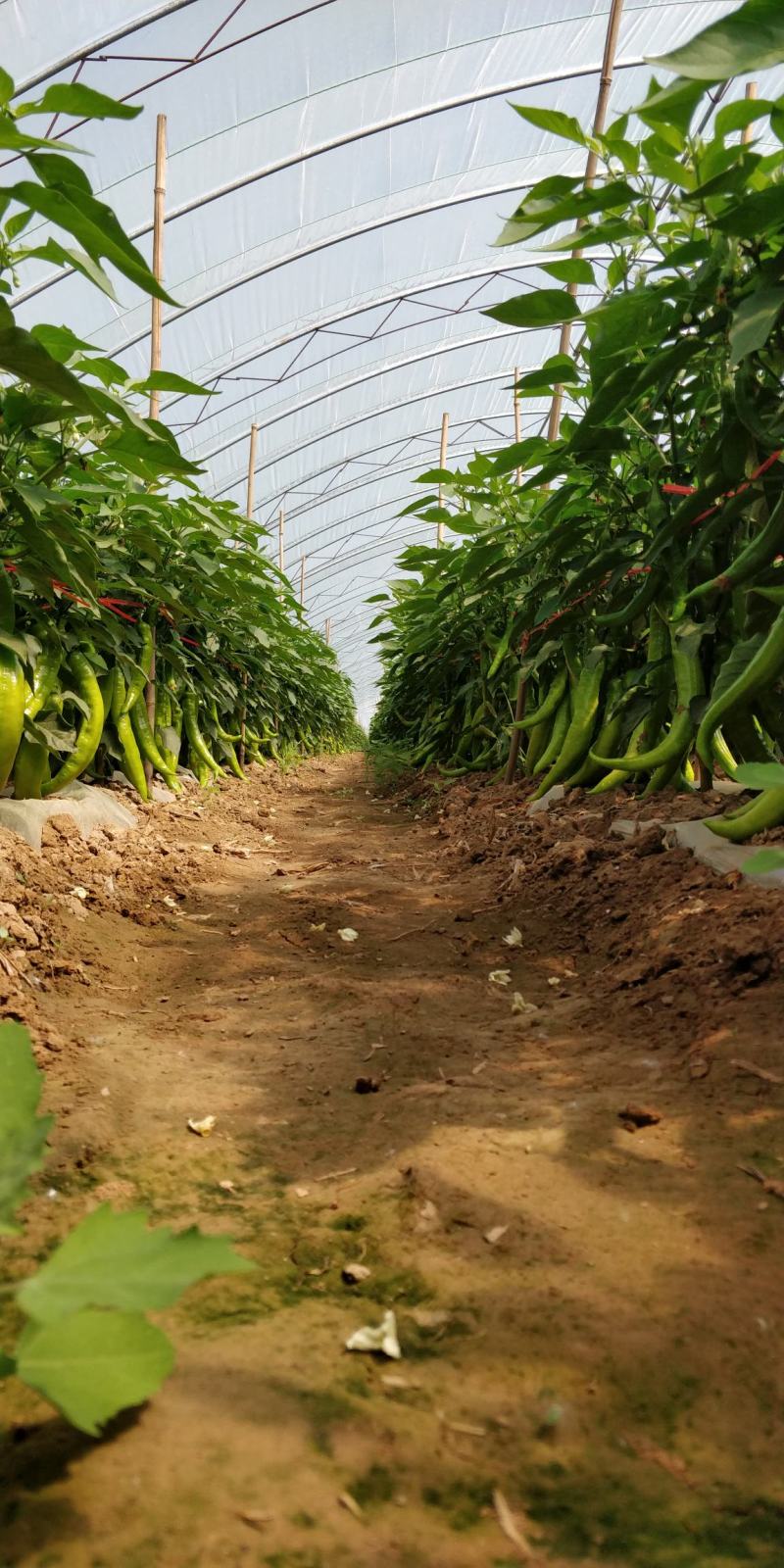 蔬菜基地直供黄皮牛角羊角螺丝椒线椒辣椒青椒圆椒方椒