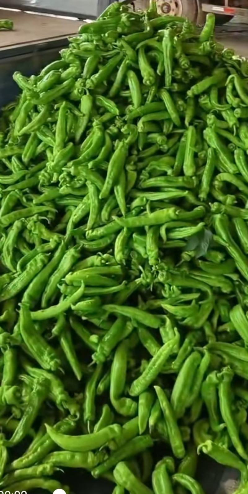 蔬菜基地直供黄皮牛角羊角螺丝椒线椒辣椒青椒圆椒方椒