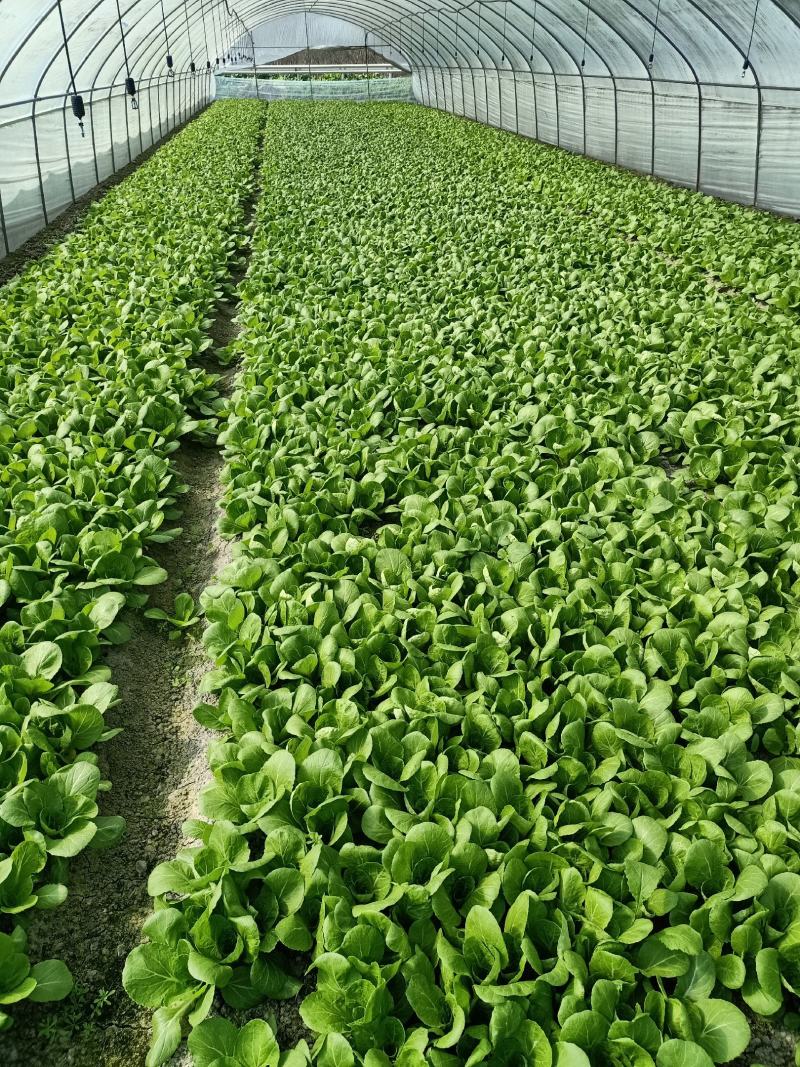 新津县花源镇共和村27亩大棚转让