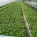 新津县花源镇共和村27亩大棚转让