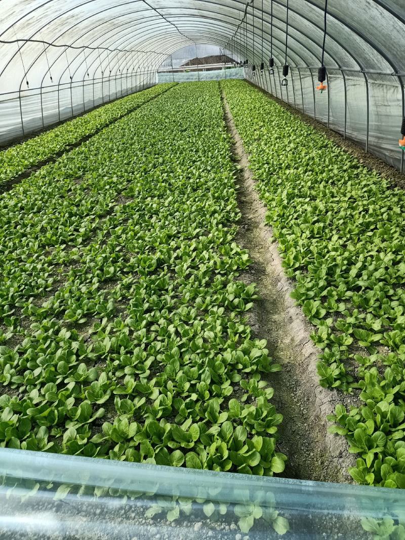 新津县花源镇共和村27亩大棚转让