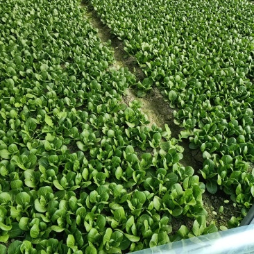 新津县花源镇共和村27亩大棚转让