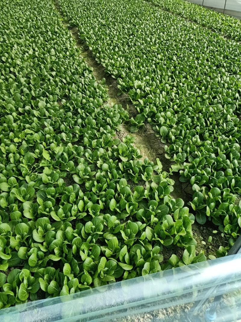 新津县花源镇共和村27亩大棚转让