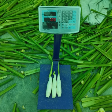 高山好茭白，单季茭，保质保量，保证带青的一包不超过3个