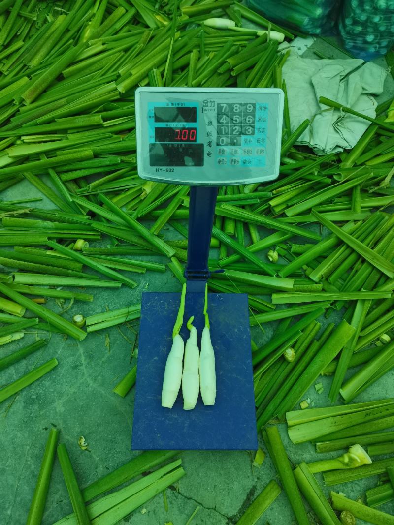 高山好茭白，单季茭，保质保量，保证带青的一包不超过3个