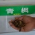 青枫种子鸡爪枫种子三角枫种子槭树种子红枫种子美国红枫种子